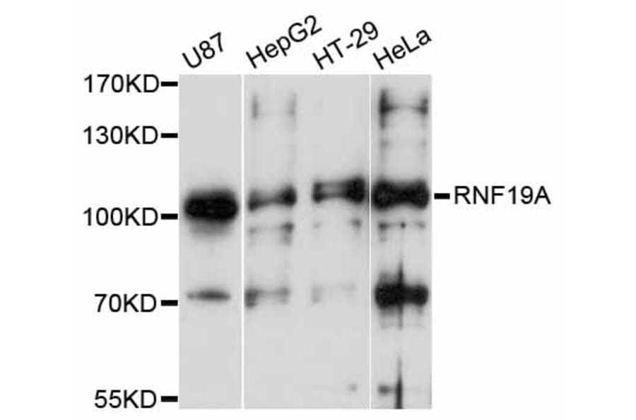 Western Blot - Anti-RNF19A Antibody (A12036) - Antibodies.com