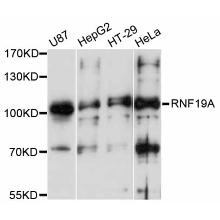 Western Blot - Anti-RNF19A Antibody (A12036) - Antibodies.com