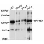 Western Blot - Anti-RNF19A Antibody (A12036) - Antibodies.com