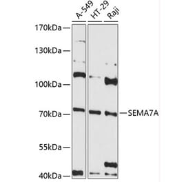Western Blot - Anti-Semaphorin 7a Antibody (A80731) - Antibodies.com