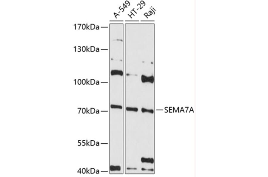 Western Blot - Anti-Semaphorin 7a Antibody (A80731) - Antibodies.com