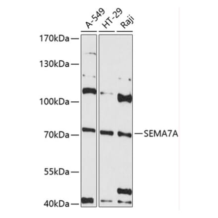 Western Blot - Anti-Semaphorin 7a Antibody (A80731) - Antibodies.com