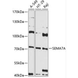 Western Blot - Anti-Semaphorin 7a Antibody (A80731) - Antibodies.com