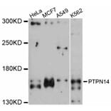 Western Blot - Anti-PTPN14 Antibody (A12093) - Antibodies.com