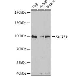 Western Blot - Anti-RANBP9 Antibody (A80737) - Antibodies.com