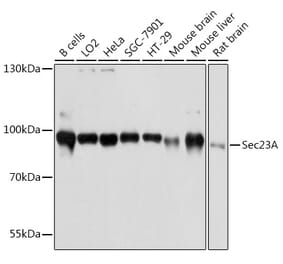 Western Blot - Anti-SEC23A Antibody (A80738) - Antibodies.com