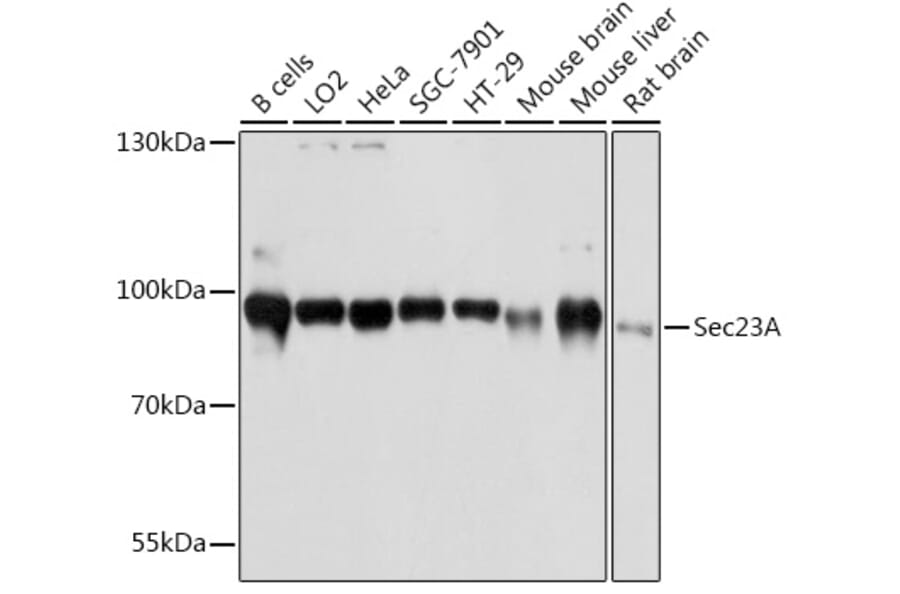Western Blot - Anti-SEC23A Antibody (A80738) - Antibodies.com