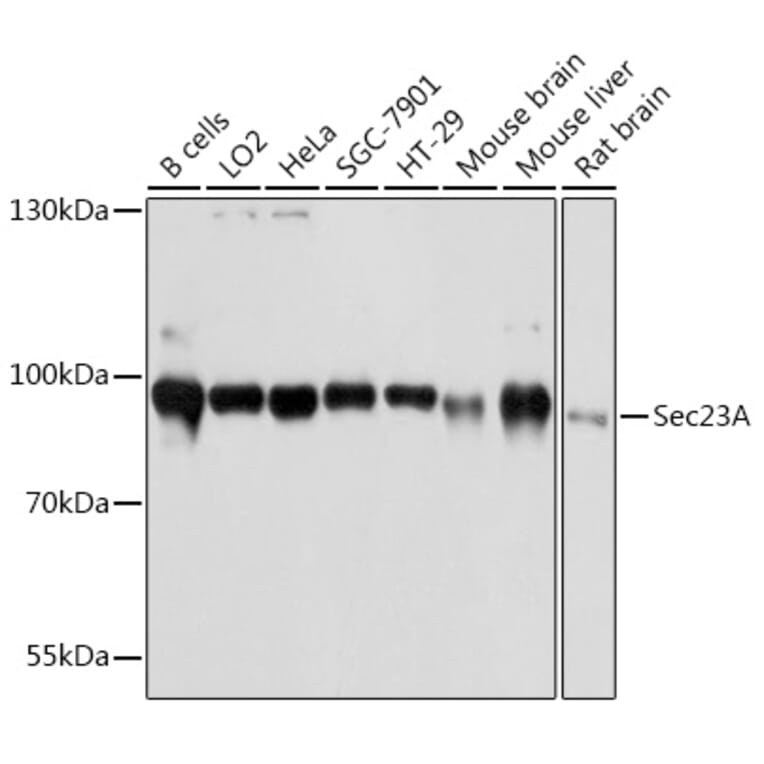 Western Blot - Anti-SEC23A Antibody (A80738) - Antibodies.com