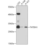 Western Blot - Anti-TATDN1 Antibody (A80739) - Antibodies.com