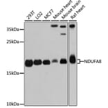 Western Blot - Anti-NDUFA8 Antibody (A80741) - Antibodies.com