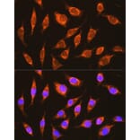 Immunofluorescence - Anti-NDUFA8 Antibody (A80741) - Antibodies.com