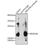 Western Blot - Anti-NDUFA8 Antibody (A80741) - Antibodies.com