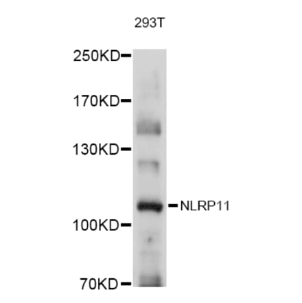 Western Blot - Anti-NLRP11 Antibody (A80742) - Antibodies.com