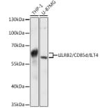 Western Blot - Anti-ILT-4 Antibody (A80744) - Antibodies.com