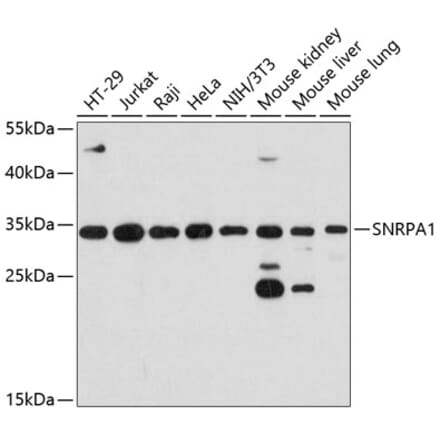 Western Blot - Anti-SNRPA1 Antibody (A80745) - Antibodies.com