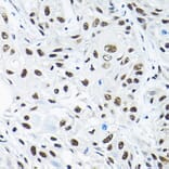 Immunohistochemistry - Anti-SNRPA1 Antibody (A80745) - Antibodies.com
