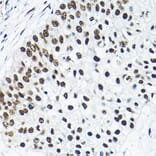Immunohistochemistry - Anti-SNRPA1 Antibody (A80745) - Antibodies.com