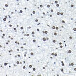 Immunohistochemistry - Anti-SNRPA1 Antibody (A80745) - Antibodies.com