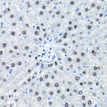 Immunohistochemistry - Anti-SNRPA1 Antibody (A80745) - Antibodies.com