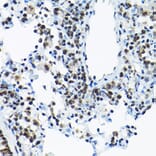 Immunohistochemistry - Anti-SNRPA1 Antibody (A80745) - Antibodies.com