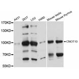 Western Blot - Anti-CNOT10 Antibody (A12164) - Antibodies.com