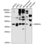 Western Blot - Anti-TMEPAI Antibody (A80747) - Antibodies.com