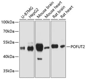 Western Blot - Anti-POFUT2 Antibody (A80754) - Antibodies.com