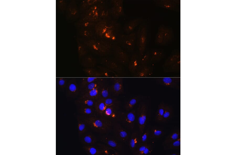 Immunofluorescence - Anti-POFUT2 Antibody (A80754) - Antibodies.com