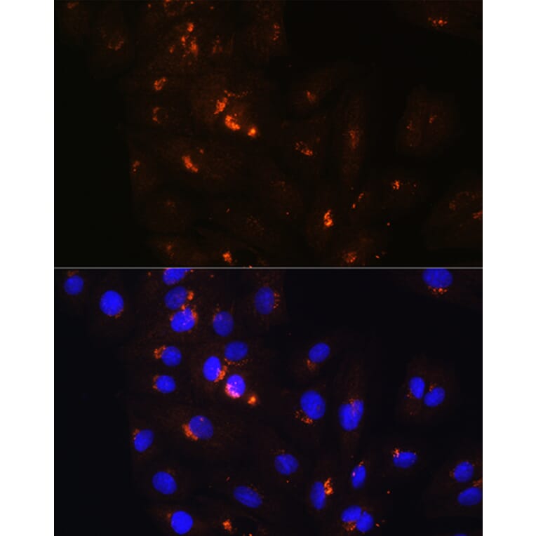 Immunofluorescence - Anti-POFUT2 Antibody (A80754) - Antibodies.com