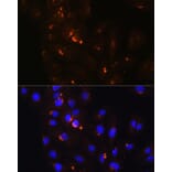 Immunofluorescence - Anti-POFUT2 Antibody (A80754) - Antibodies.com