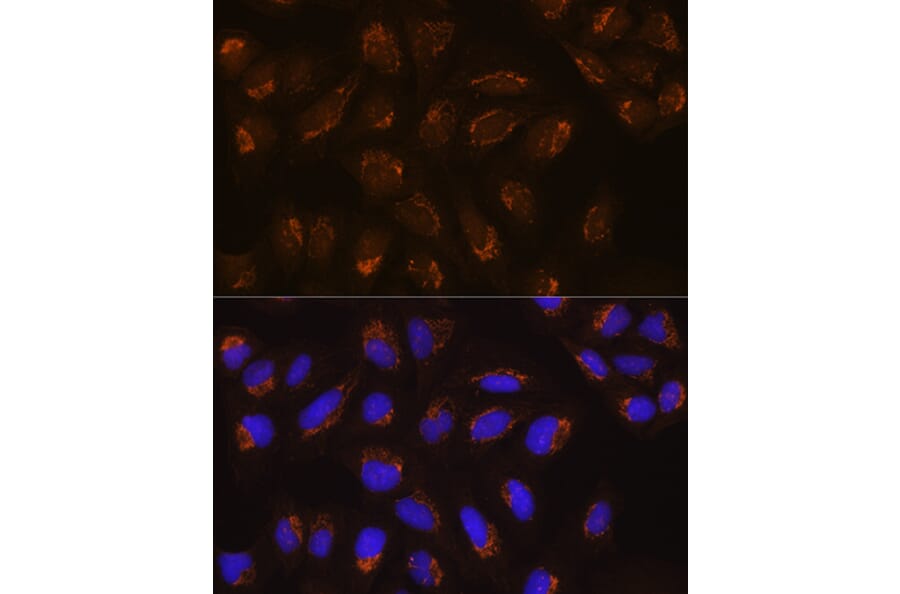 Immunofluorescence - Anti-POFUT2 Antibody (A80754) - Antibodies.com
