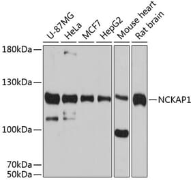 Western Blot - Anti-NCKAP1 Antibody (A80757) - Antibodies.com