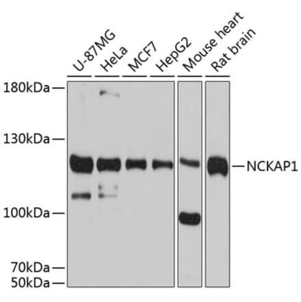 Western Blot - Anti-NCKAP1 Antibody (A80757) - Antibodies.com