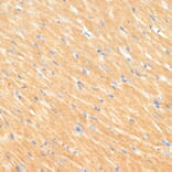 Immunohistochemistry - Anti-MYBPC3 Antibody (A80760) - Antibodies.com