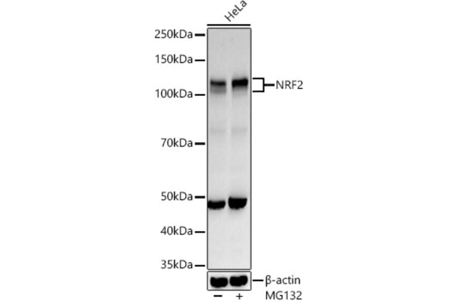 Western Blot - Anti-Nrf2 Antibody (A80763) - Antibodies.com