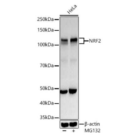 Western Blot - Anti-Nrf2 Antibody (A80763) - Antibodies.com