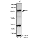 Western Blot - Anti-Nrf2 Antibody (A80763) - Antibodies.com