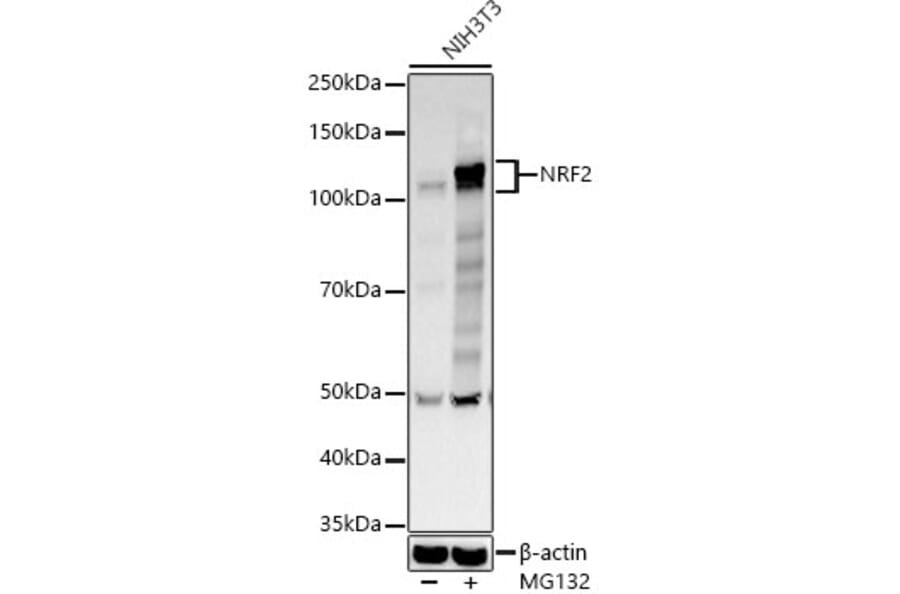 Western Blot - Anti-Nrf2 Antibody (A80763) - Antibodies.com