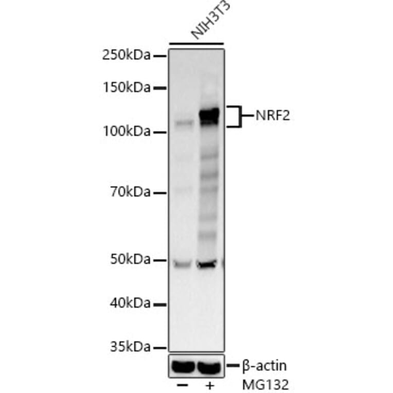 Western Blot - Anti-Nrf2 Antibody (A80763) - Antibodies.com