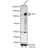 Western Blot - Anti-Nrf2 Antibody (A80763) - Antibodies.com