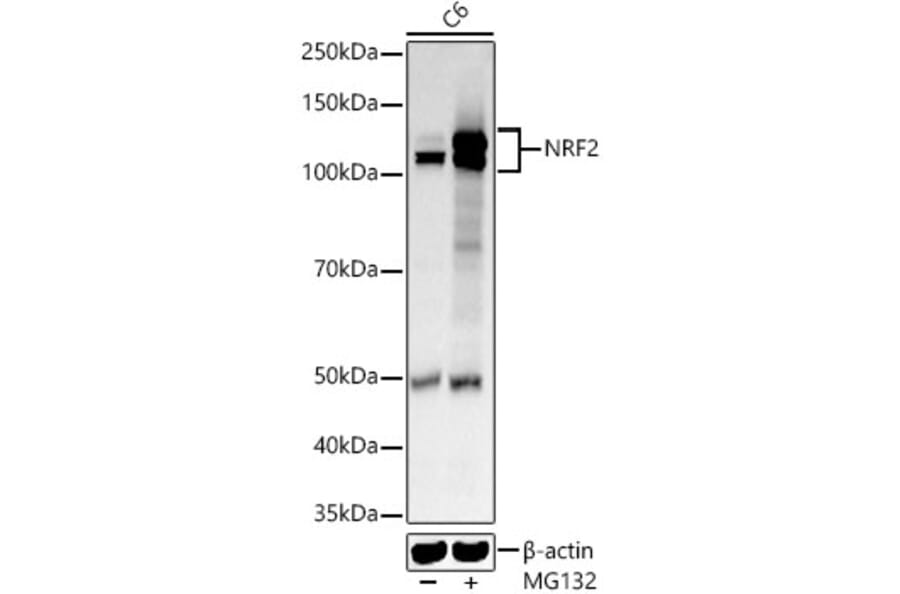 Western Blot - Anti-Nrf2 Antibody (A80763) - Antibodies.com