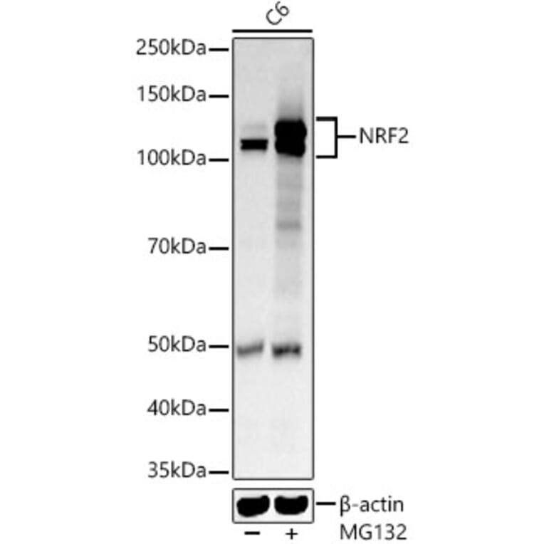 Western Blot - Anti-Nrf2 Antibody (A80763) - Antibodies.com