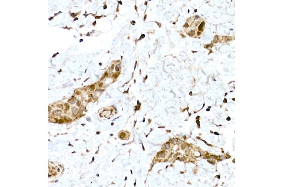 Immunohistochemistry - Anti-Nrf2 Antibody (A80763) - Antibodies.com