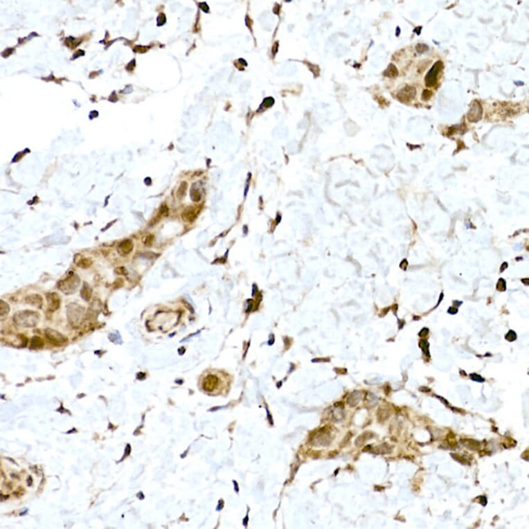 Immunohistochemistry - Anti-Nrf2 Antibody (A80763) - Antibodies.com