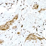 Immunohistochemistry - Anti-Nrf2 Antibody (A80763) - Antibodies.com