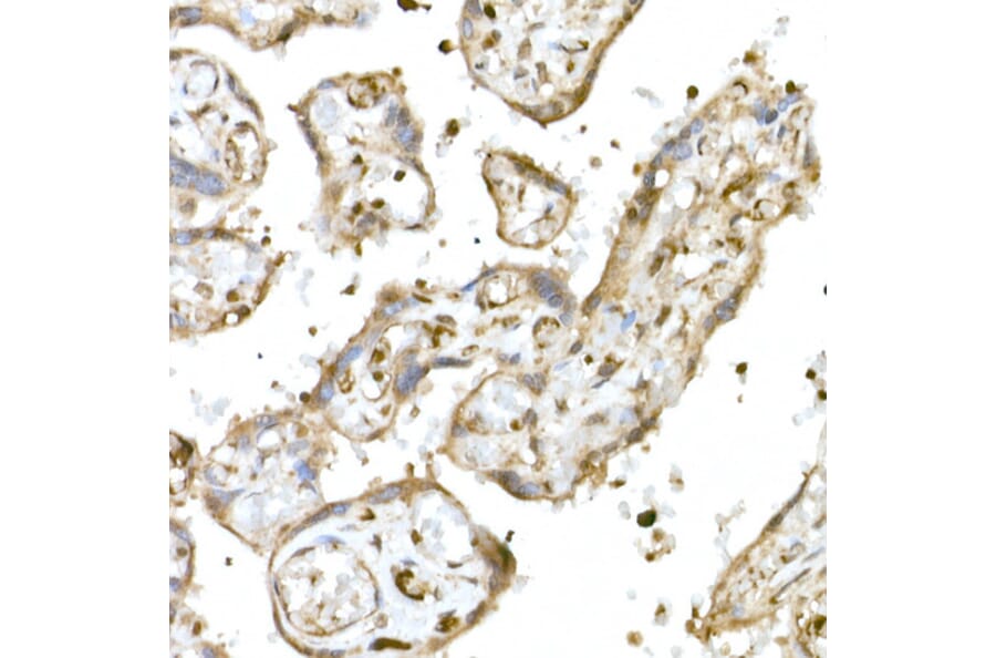 Immunohistochemistry - Anti-Nrf2 Antibody (A80763) - Antibodies.com