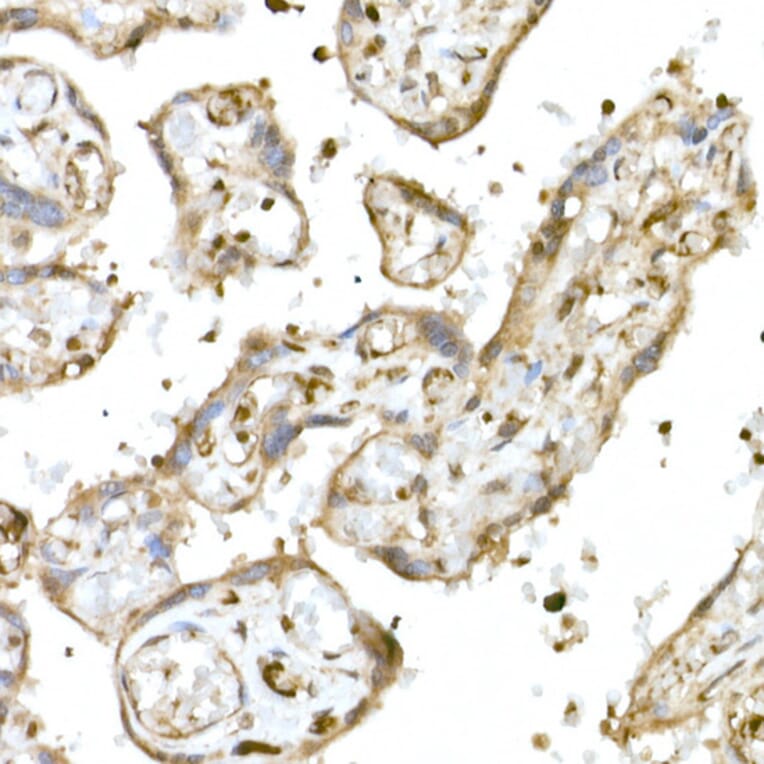 Immunohistochemistry - Anti-Nrf2 Antibody (A80763) - Antibodies.com