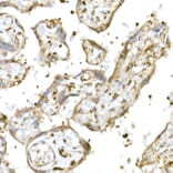 Immunohistochemistry - Anti-Nrf2 Antibody (A80763) - Antibodies.com