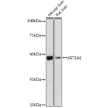 Western Blot - Anti-UGT1A1 Antibody (A80764) - Antibodies.com