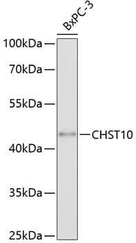 Western blot analysis of extracts of BxPC-3 cells, using Anti-CHST10 Antibody (A4307) at 1:3000 dilution.
Secondary antibody: Goat Anti-Rabbit IgG (H+L) (HRP) (AS014) at 1:10,000 dilution.
Lysates / proteins: 25µg per lane.
Blocking buffer: 3% non-fat dry milk in TBST.
Detection: ECL Basic Kit (RM00020).
Exposure time: 90s.